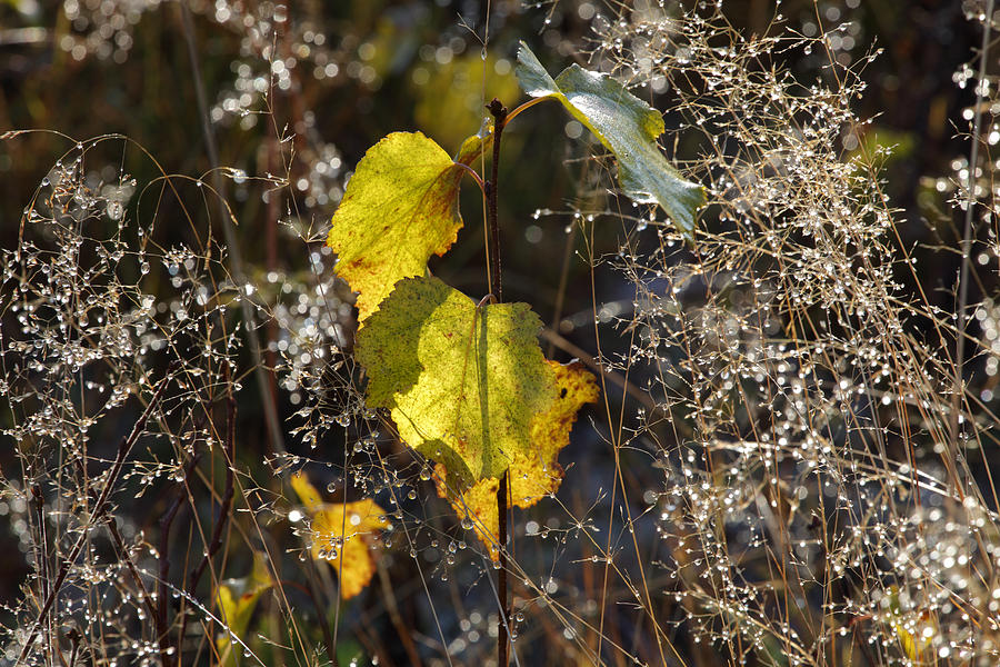 Yellow Birch Sapling Photograph