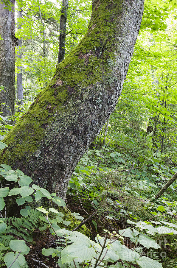 Nature Photograph - Yellow Birch Tree - Woodstock New Hampshire by Erin Paul Donovan