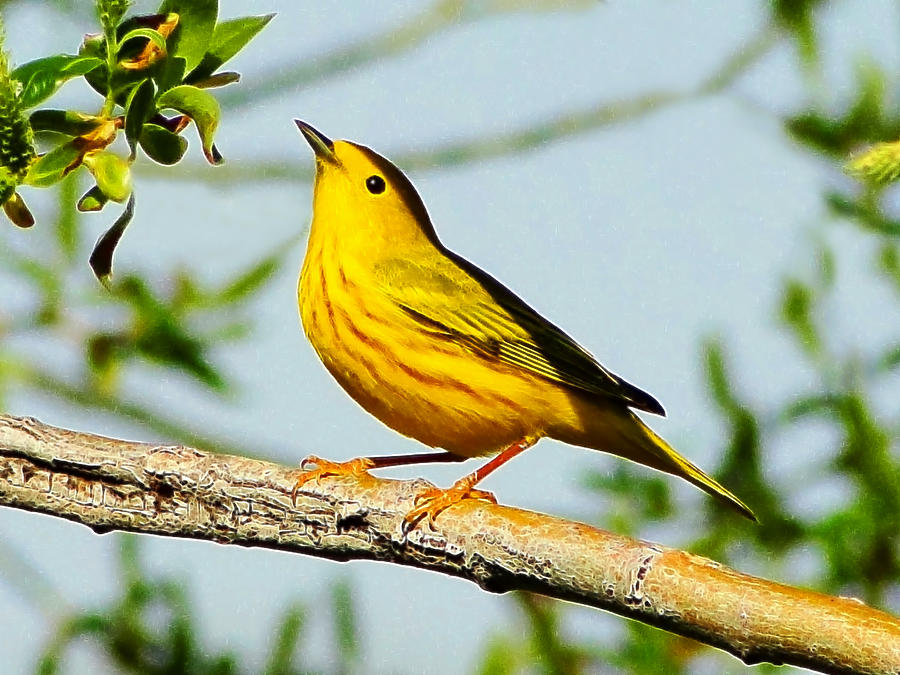 Yellow Bird Photograph by Blair Wainman