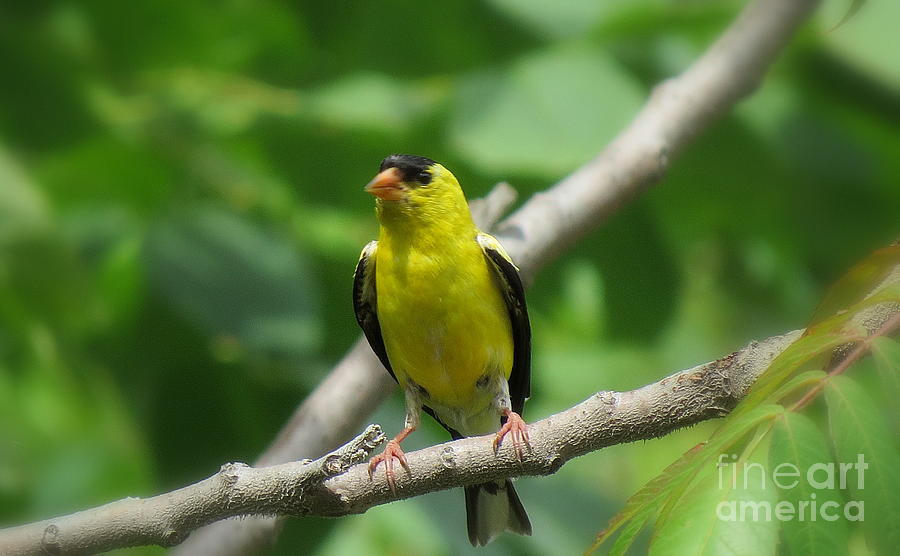 Yellow Bird Photograph by France Laliberte