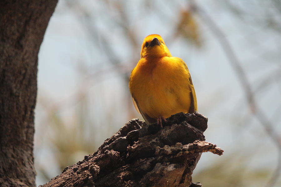 Yellow bird in trees Photograph by Denise Cicchella