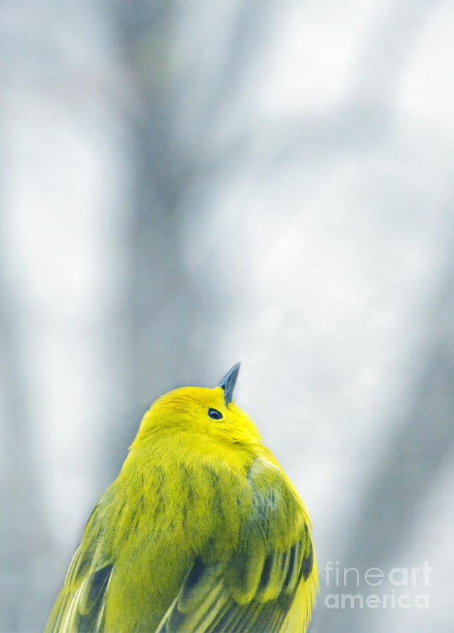 Up Movie Photograph - Yellow Bird by Jill Battaglia