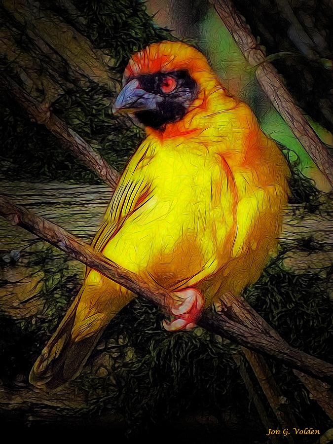 Yellow Bird Painting by Jon Volden