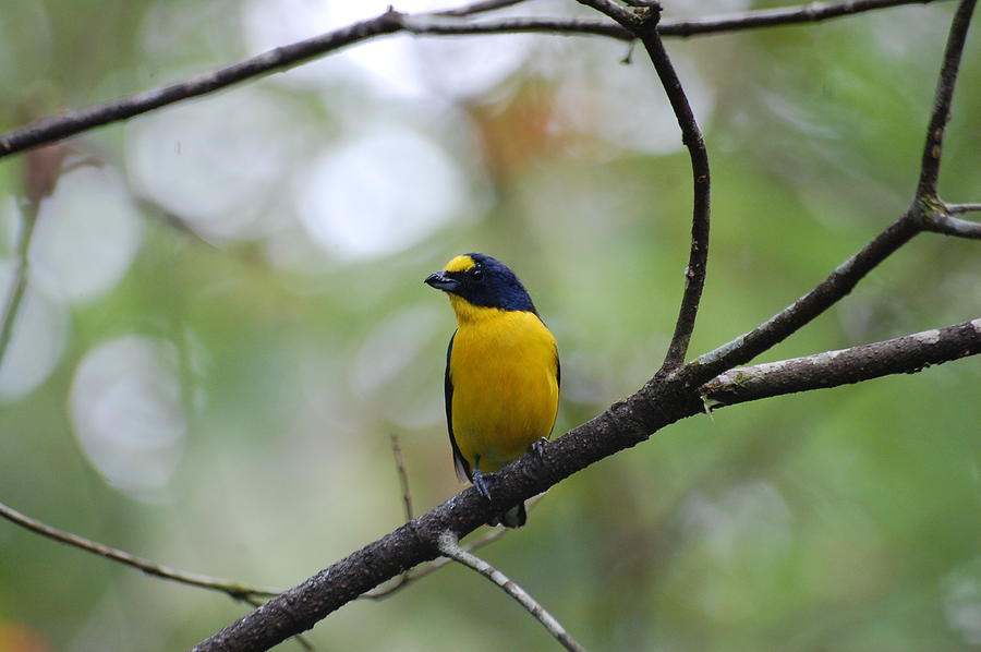 Bird Photograph - Yellow bird by Katherine Townsend