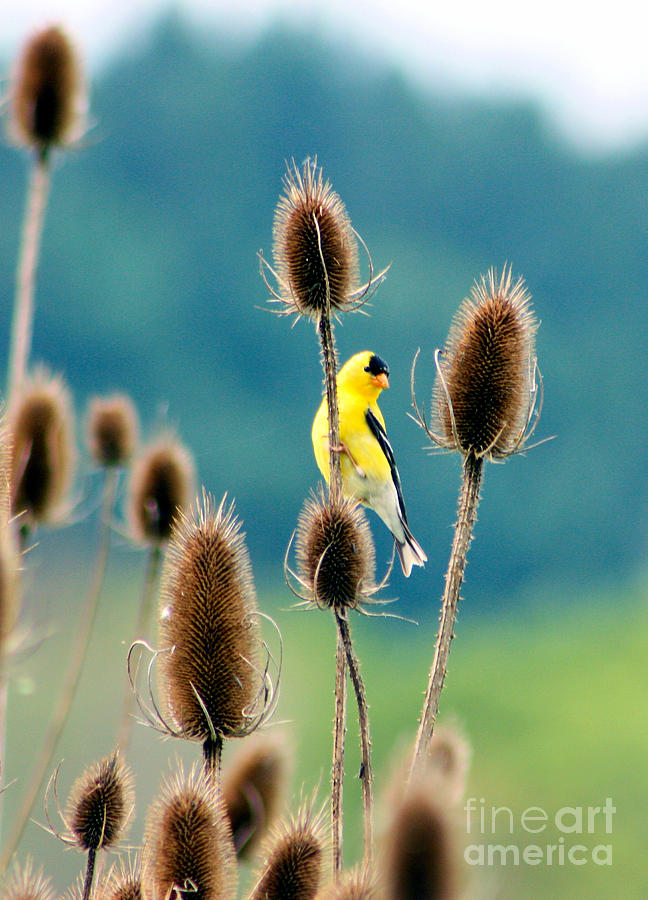 Yellow Bird Photograph by Nick Gustafson