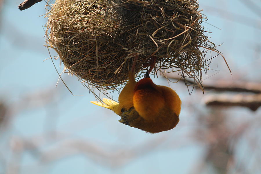 Yellow bird retuns to nest Photograph by Denise Cicchella
