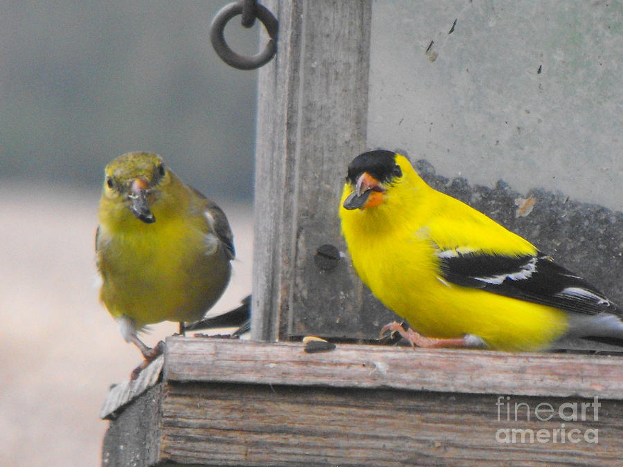 Yellow Birds Photograph by Erick Schmidt