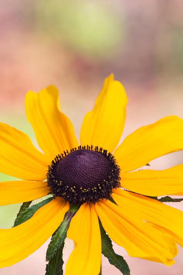Nature Photograph - Yellow Black Eyed Susan Flowers by RM Vera