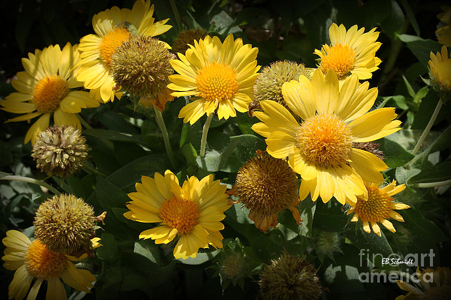 Yellow Blanketflowers Photograph by E B Schmidt