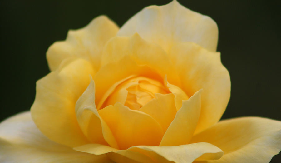 Yellow Bliss Photograph by Marna Edwards Flavell