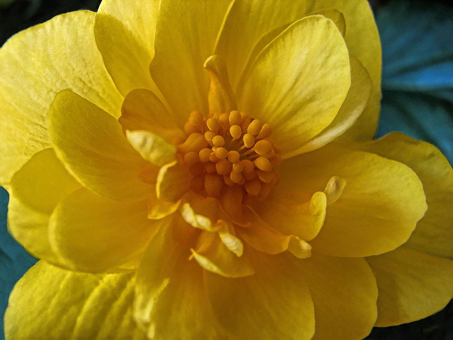 Yellow Bloom Photograph by Dale Kauzlaric