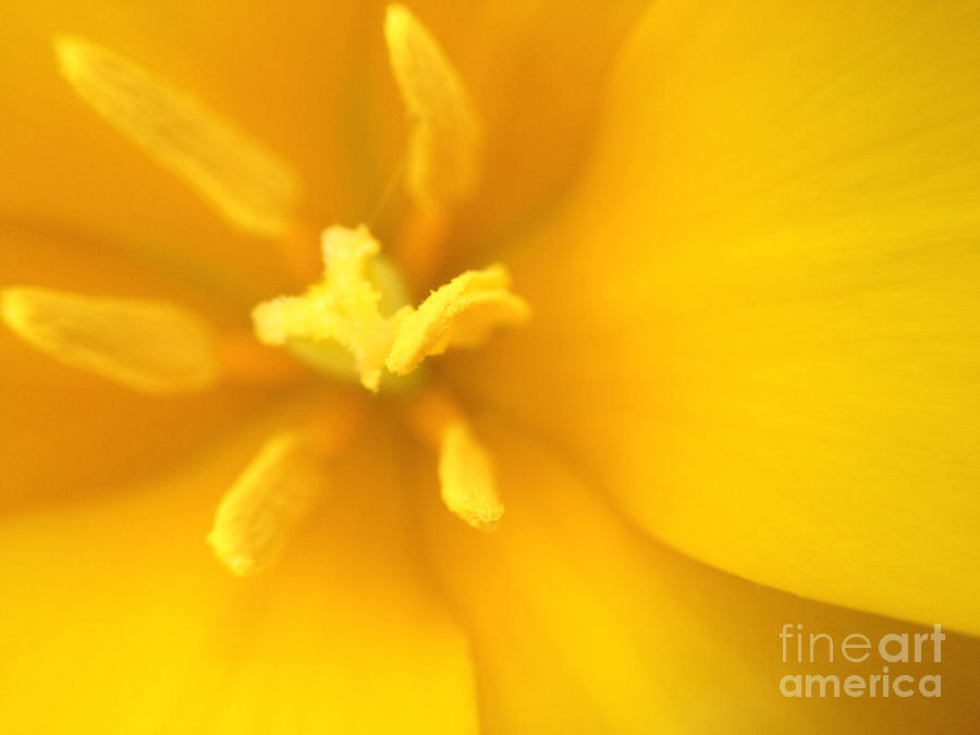 Yellow Bloom Photograph by Jacklyn Duryea Fraizer