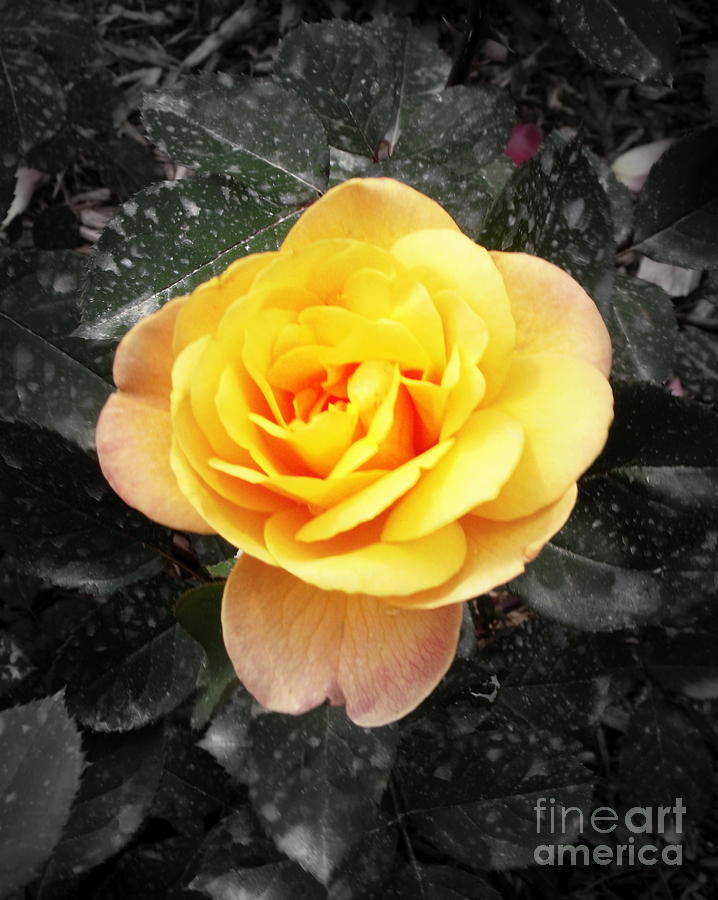 Rose Photograph - Yellow Bloom by Shawna Gibson