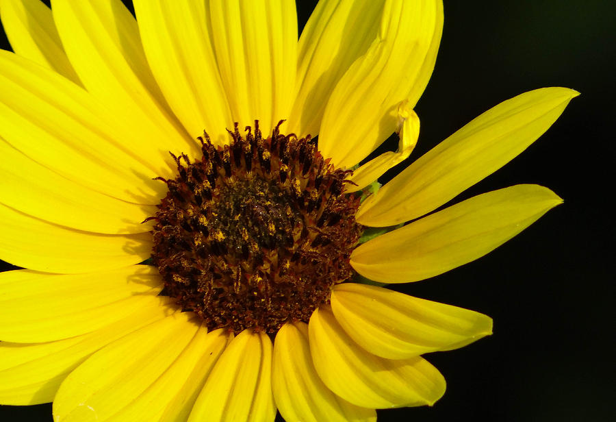 Yellow Bloom by Stacy Michelle Smith Yellow Bloom by Stacy Michelle Smith