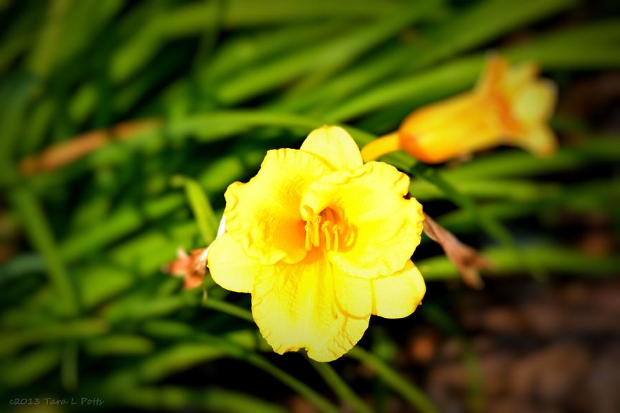 Yellow Bloom Photograph by Tara Potts