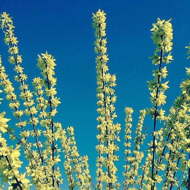 Nature Photograph - #yellow #blooms #blooming #plantlife by Mysti Jade