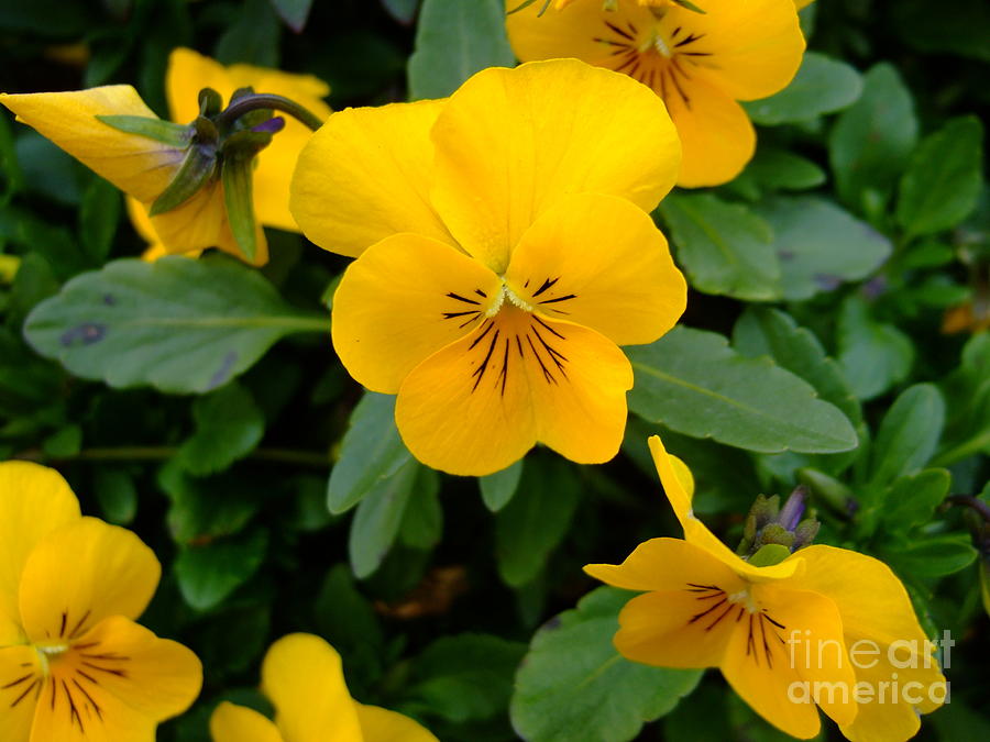 Inspirational Photograph - Yellow Pansies With Smiling Faces by Bob Sample