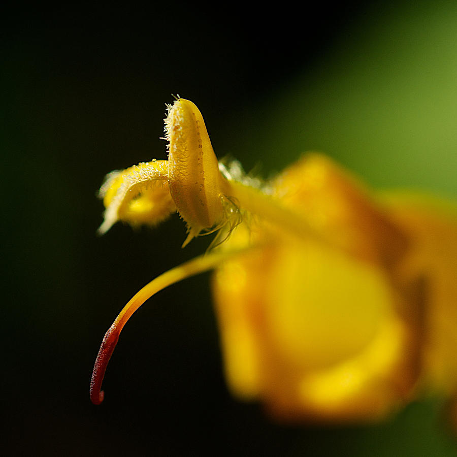 Yellow Blossom Photograph by Arj Munoz