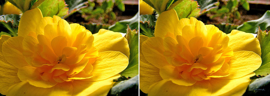 Yellow Blossom in Stereo Photograph by Duane McCullough