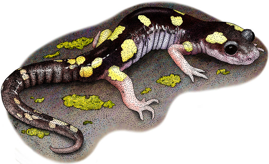 Yellow-blotched Ensatina Photograph by Roger Hall
