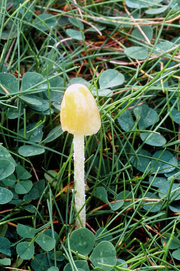 Yellow Bolbitius Mushroom Photograph by John Wright/science Photo Library