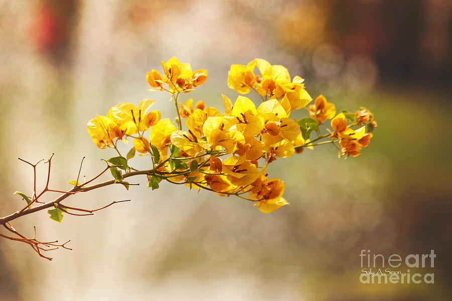 Yellow Bougainvillea Photograph by Sally Simon