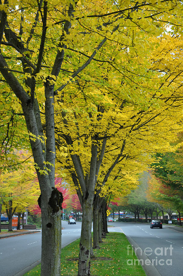 Yellow Trees Photograph by Kirt Tisdale