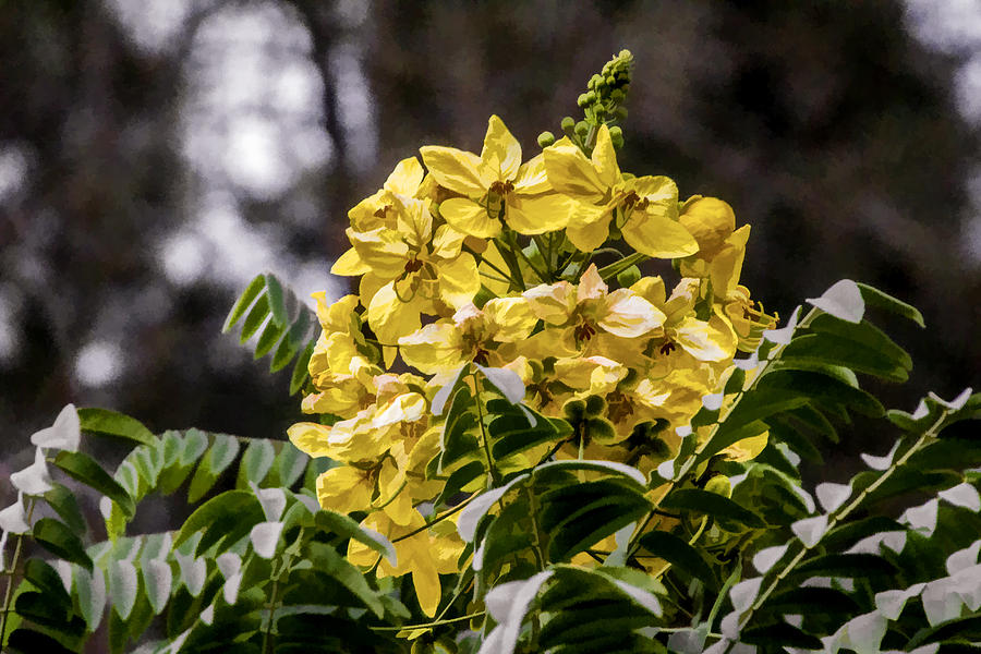 Yellow Bouquet  Digital Art by Photographic Art by Russel Ray Photos