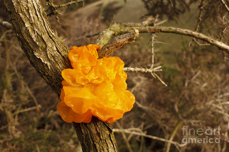 Yellow Brain Fungus Photograph by Richard Becker/FLPA