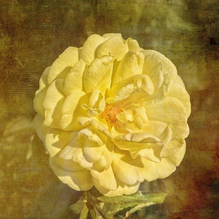 Yellow Brick Road Rose Photograph by Marianne Campolongo