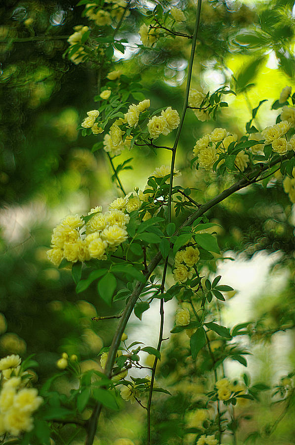 Yellow Bridal Wreath Photograph by Suzanne Powers