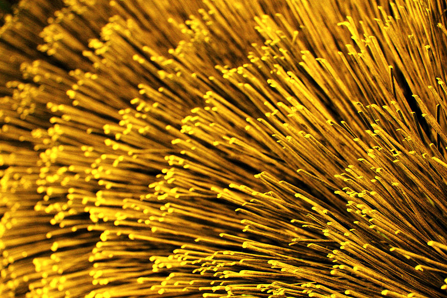 Yellow Bristles Photograph by Robert Woodward