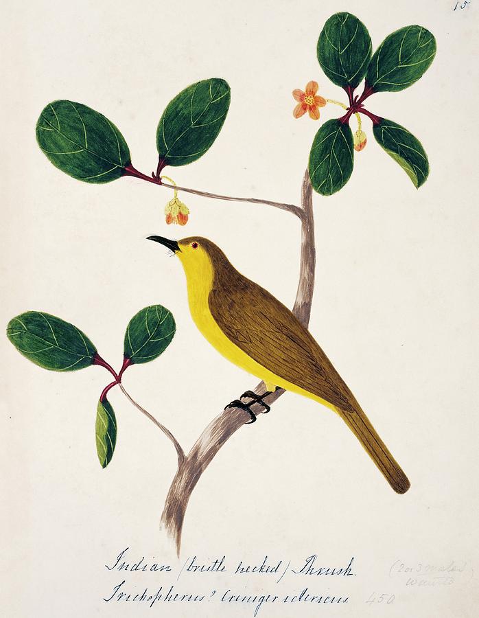 Yellow-browed Bulbul Photograph by Natural History Museum, London/science Photo Library