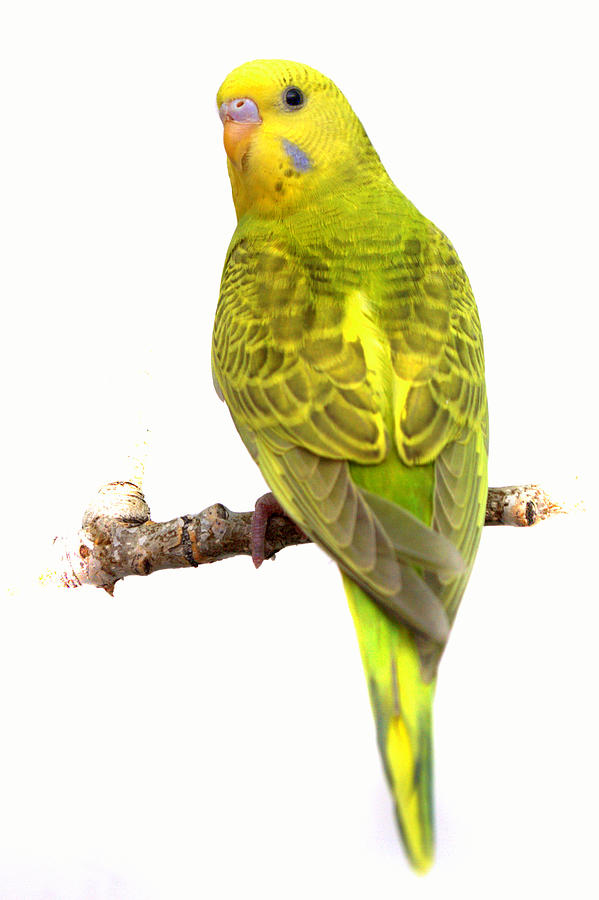 Yellow Budgie Photograph by Nathan Abbott
