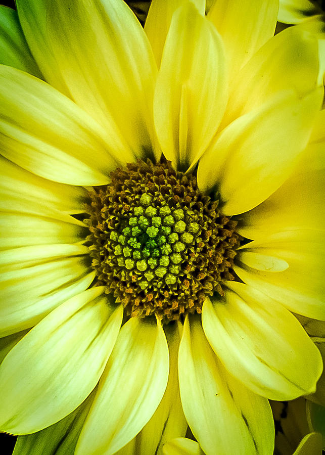 Daisy Photograph - Yellow Burst by Geoff Mckay