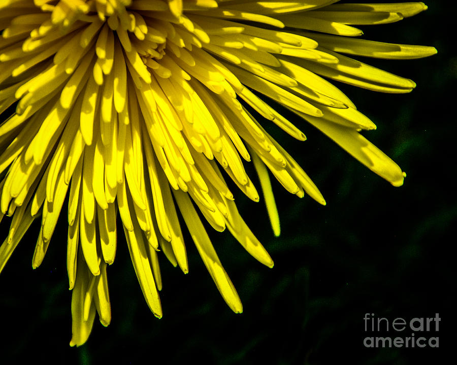 Yellow Burst Photograph by Grace Grogan