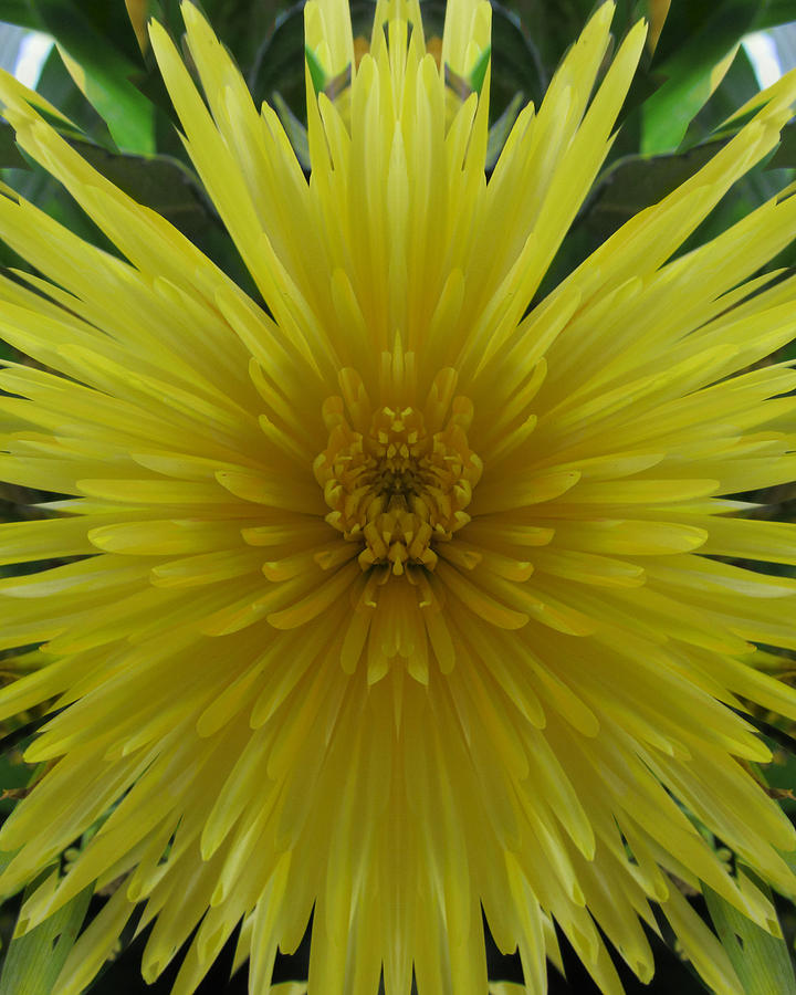 Yellow Burst Photograph by Michele Caporaso