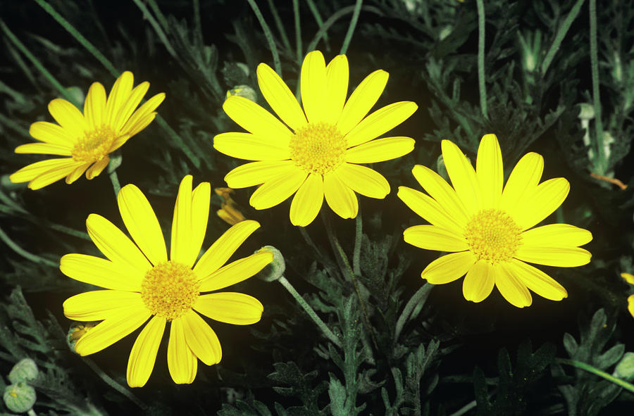 Yellow Bush Daisy (euryops Pectinatus) Photograph by M F Merlet/science Photo Library