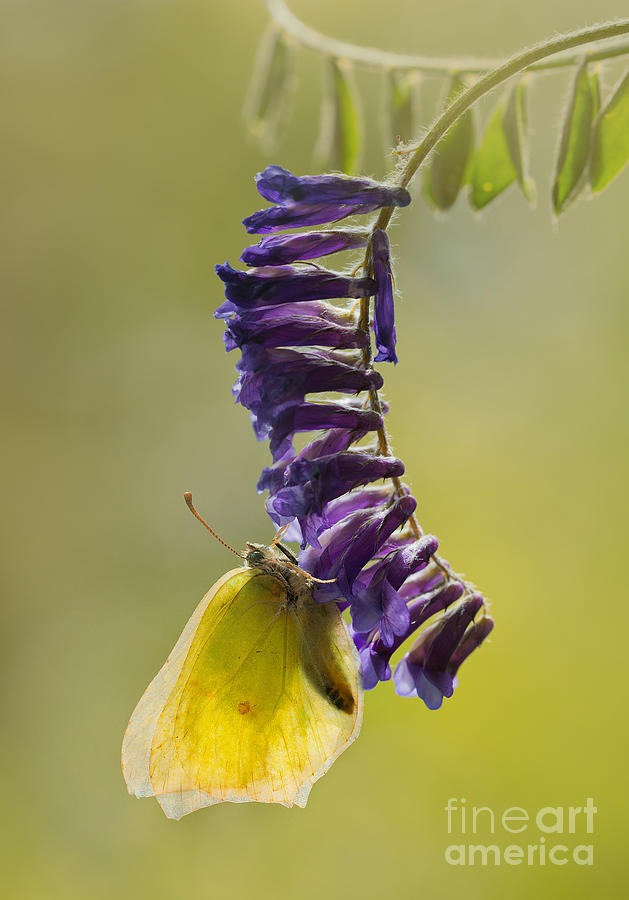 Yellow buttefly on violet hanging flowers Photograph by Jaroslaw Blaminsky