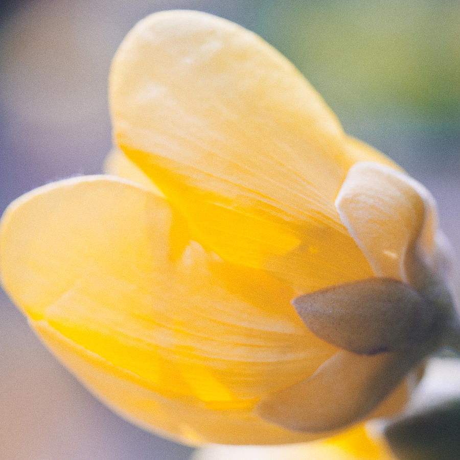 yellow buttercup flower II Photograph by U Schade