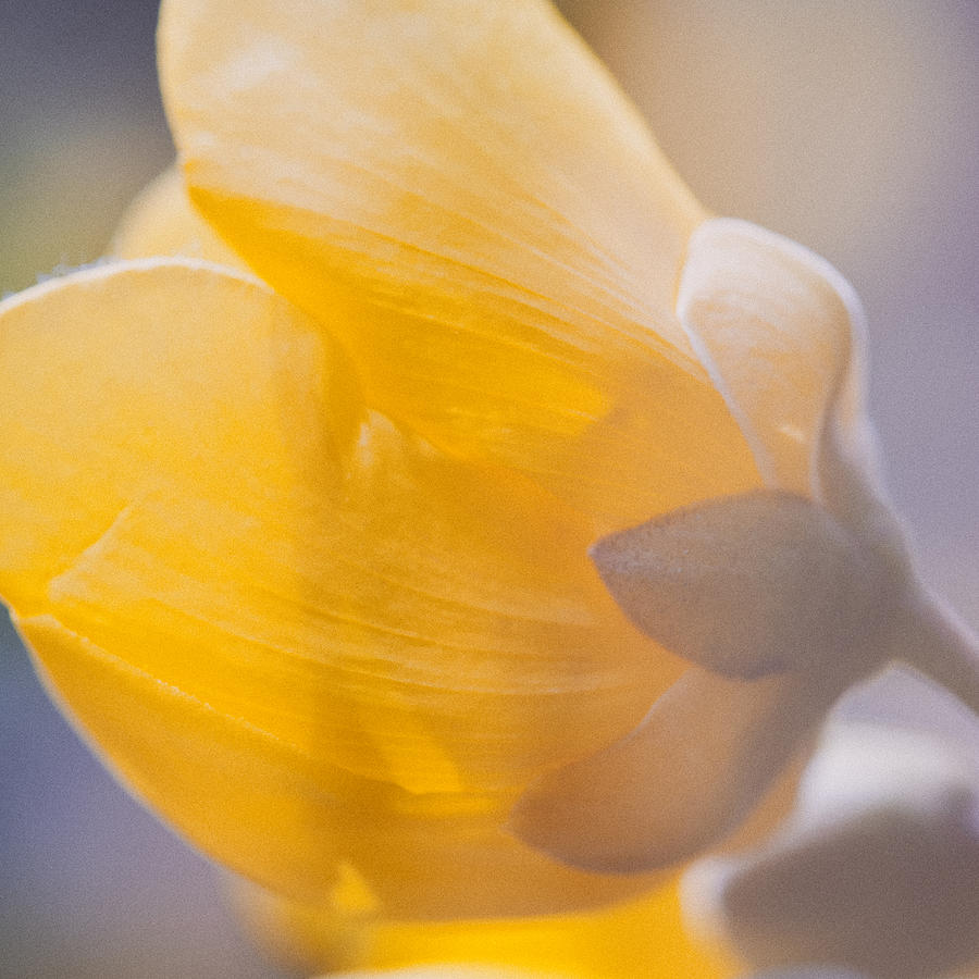 Yellow Buttercup Flower Photograph by U Schade