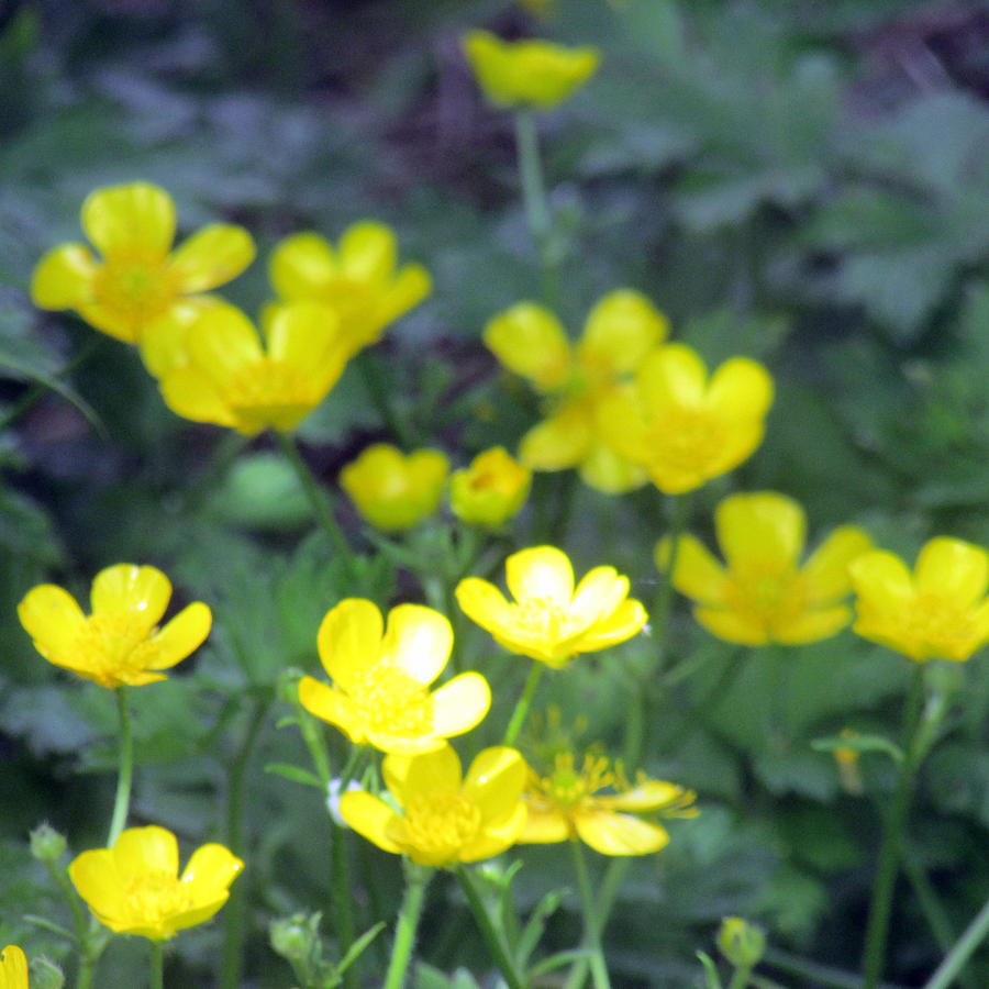 show me a picture of a buttercup flower