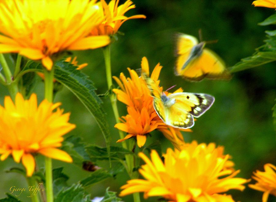 Yellow Butterflies Photograph by George Tuffy