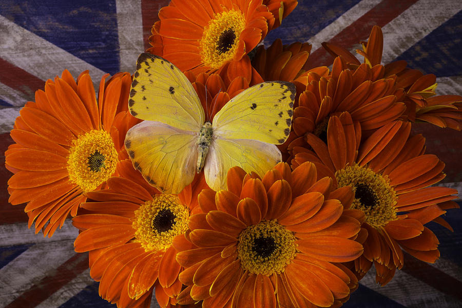 Yellow Butterfly Among Orange Daises Photograph by Garry Gay