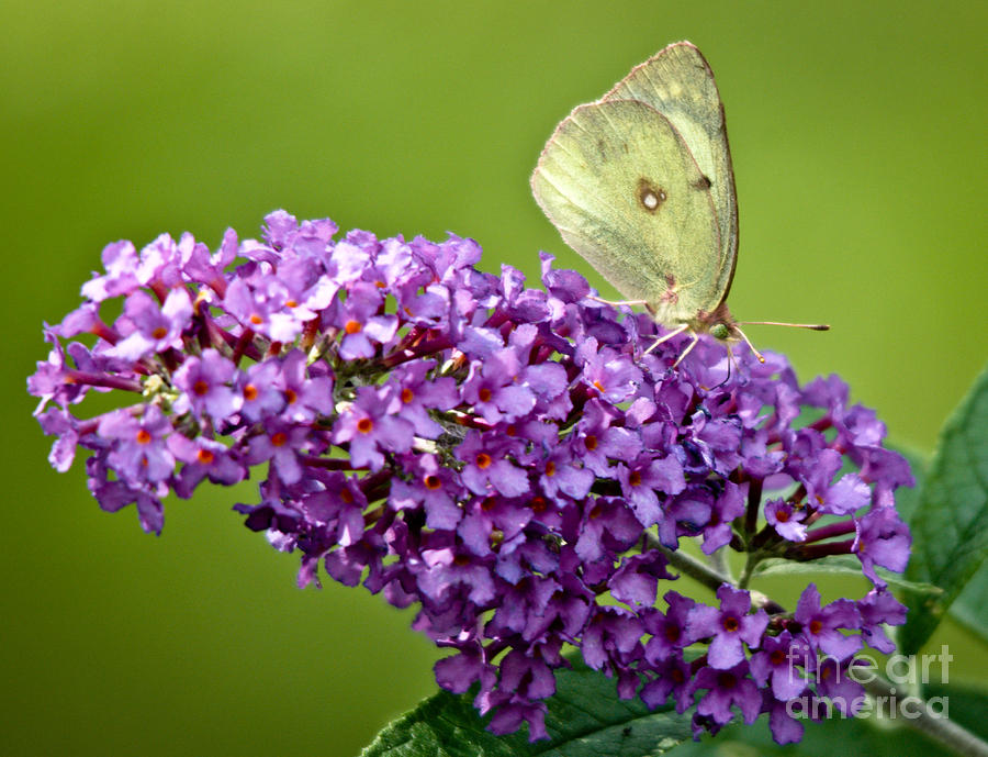 Yellow Butterfly Photograph by Cheryl Baxter