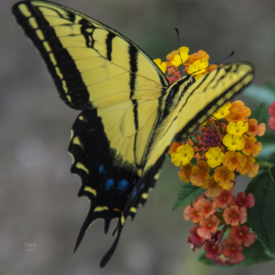Yellow Butterfly by David W Schafer Yellow Butterfly by David W Schafer