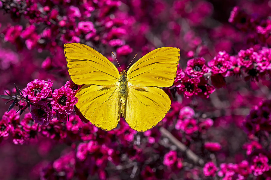 Flower Photograph - Yellow butterfly by Garry Gay