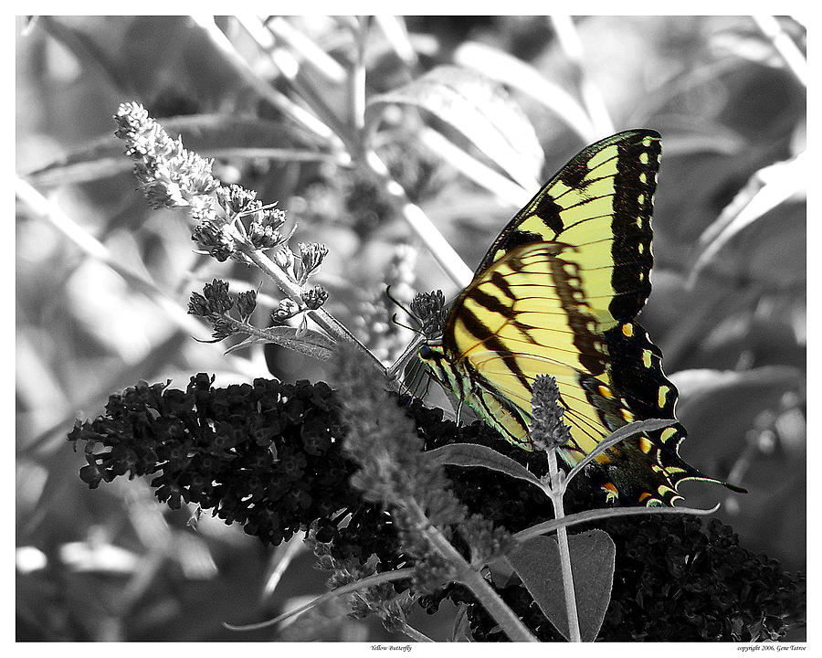 Yellow Butterfly Photograph by Gene Tatroe