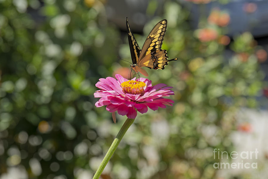Yellow Butterfly Landing on a Zinnia Photograph by James L Davidson