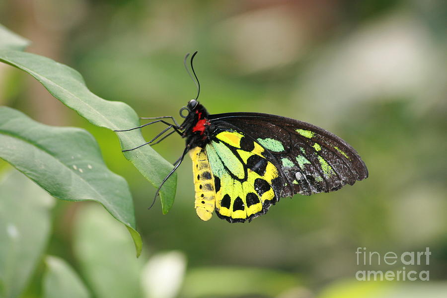 Butterfly Photograph - Yellow Butterfly by Marcel  J Goetz  Sr